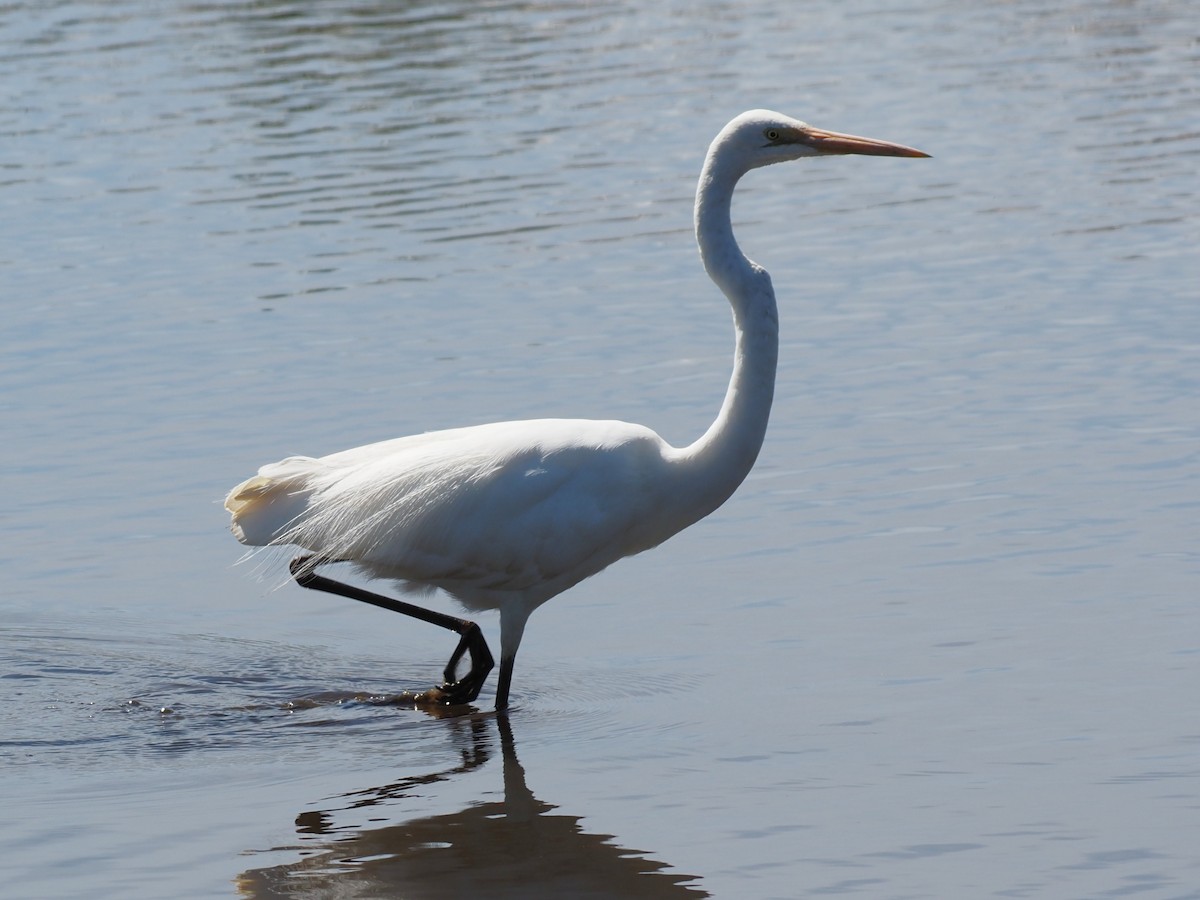Great Egret - ML646665563