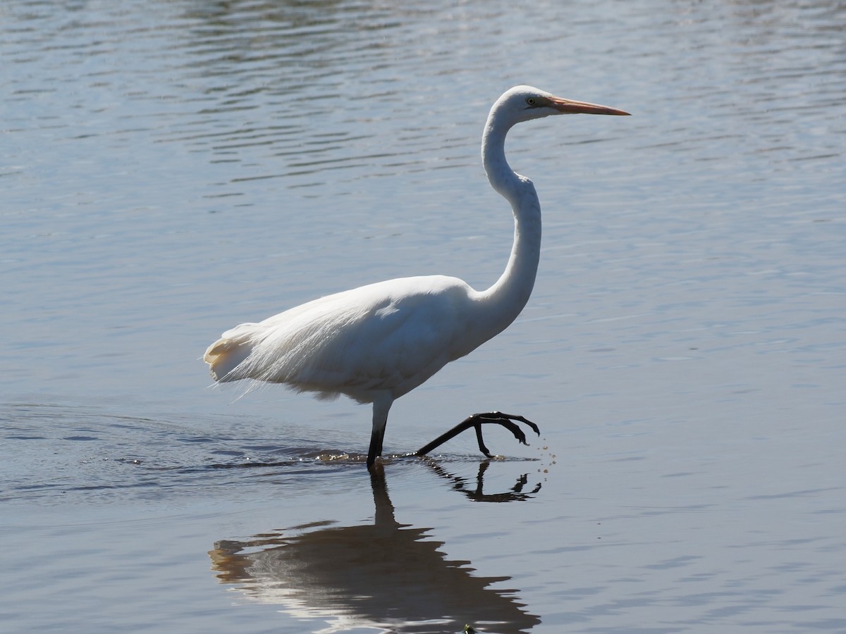 Great Egret - ML646665564