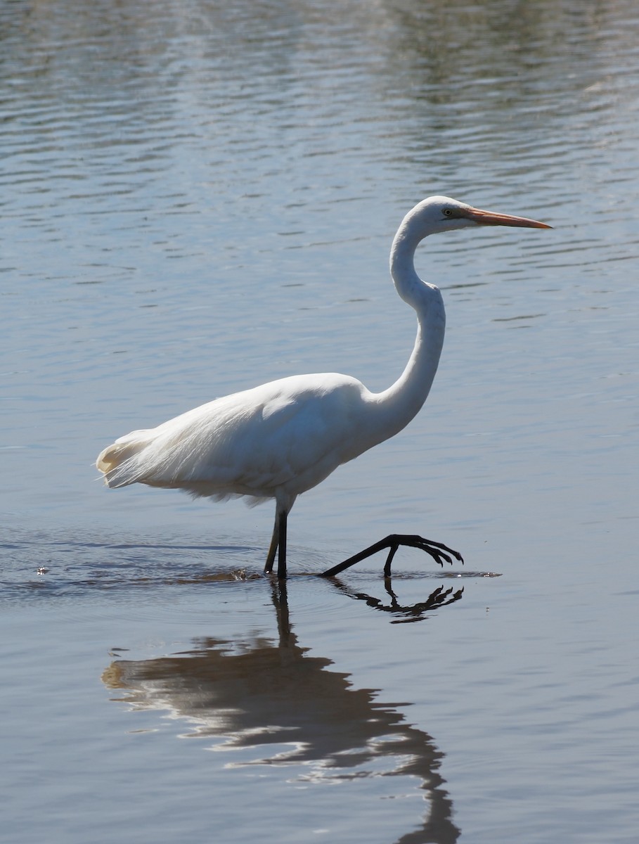 Great Egret - ML646665565