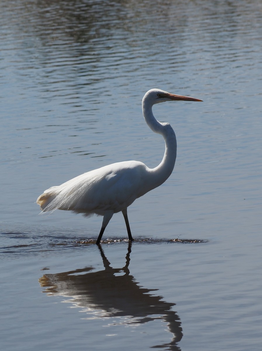 Great Egret - ML646665566