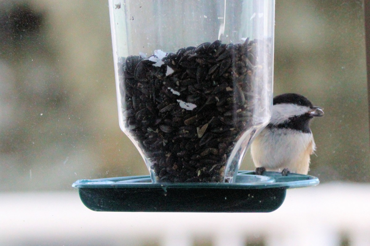 Black-capped Chickadee - ML646665568
