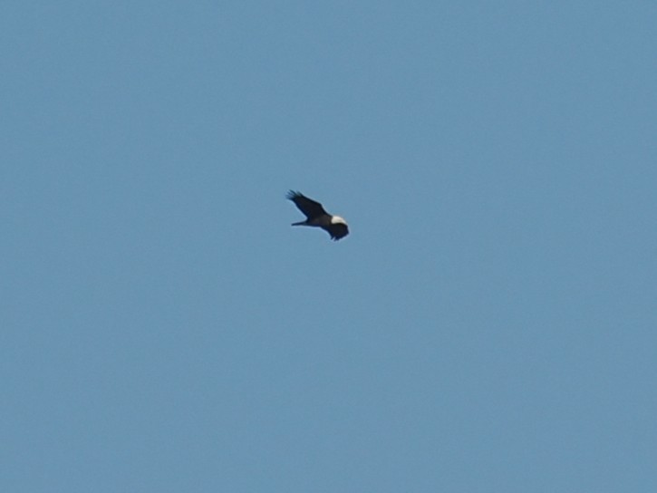 Bald Eagle - ML646665569