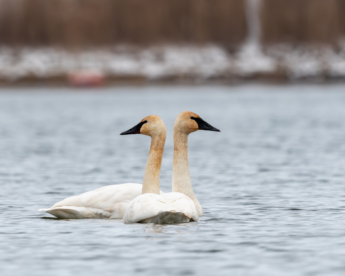 Trumpeter Swan - ML646665573