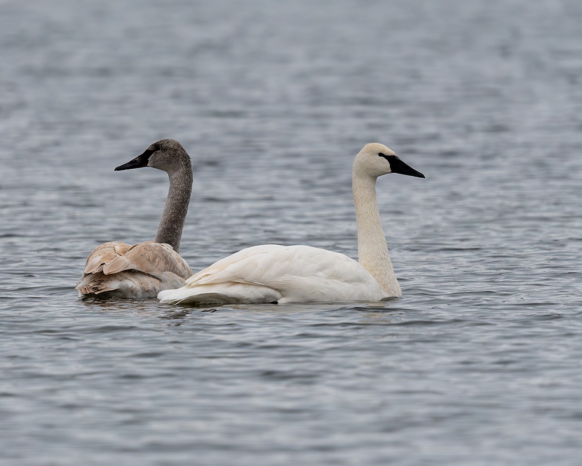 Trumpeter Swan - ML646665574