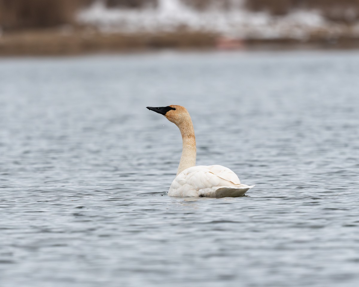 Trumpeter Swan - ML646665575