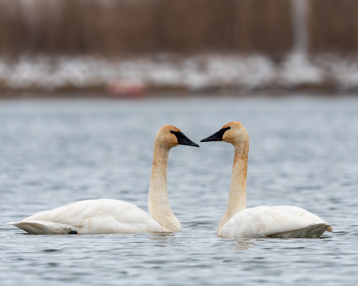 Trumpeter Swan - ML646665576