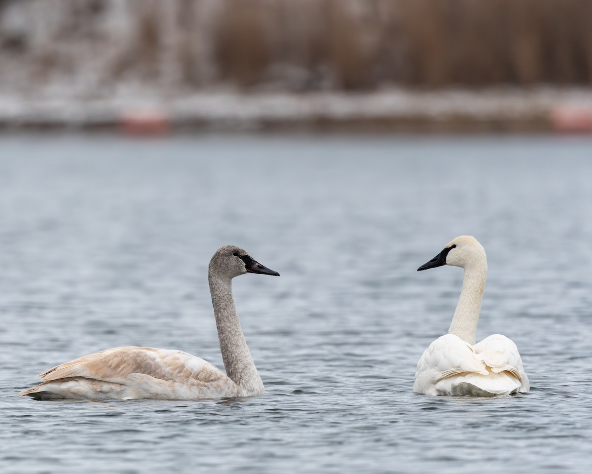 Trumpeter Swan - ML646665577