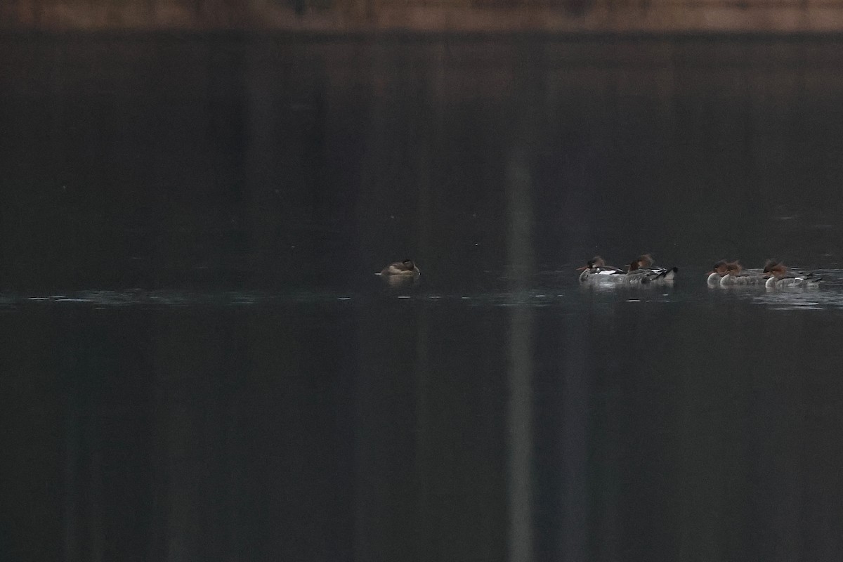 Ruddy Duck - ML646665578