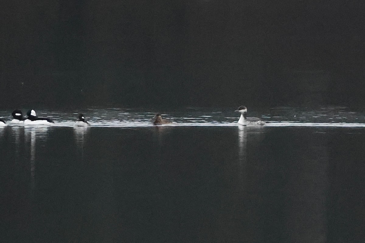 Horned Grebe - ML646665580