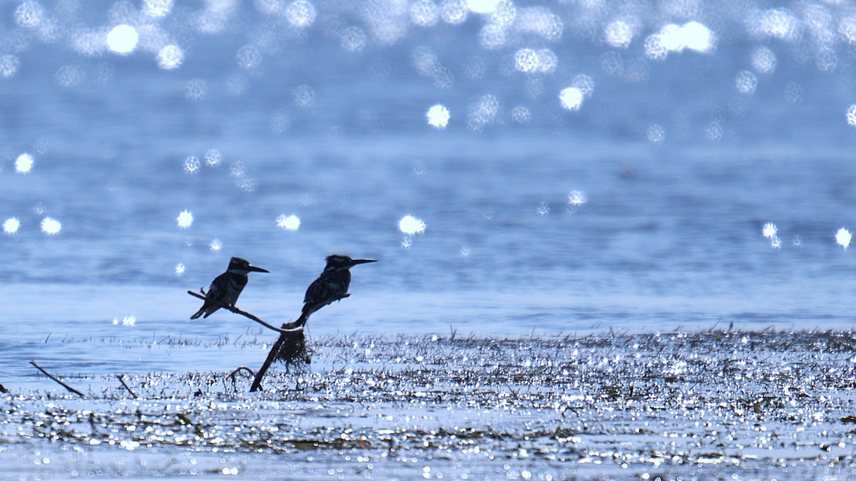 Pied Kingfisher - ML646665583