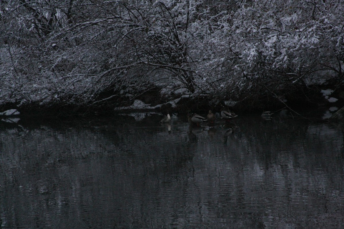 尖尾鴨 - ML646665584