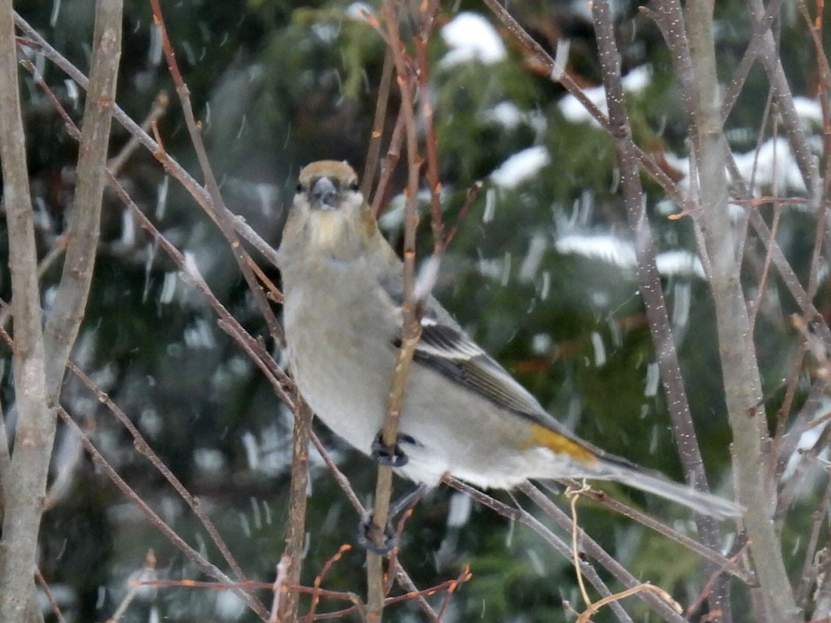 Pine Grosbeak - ML646665585