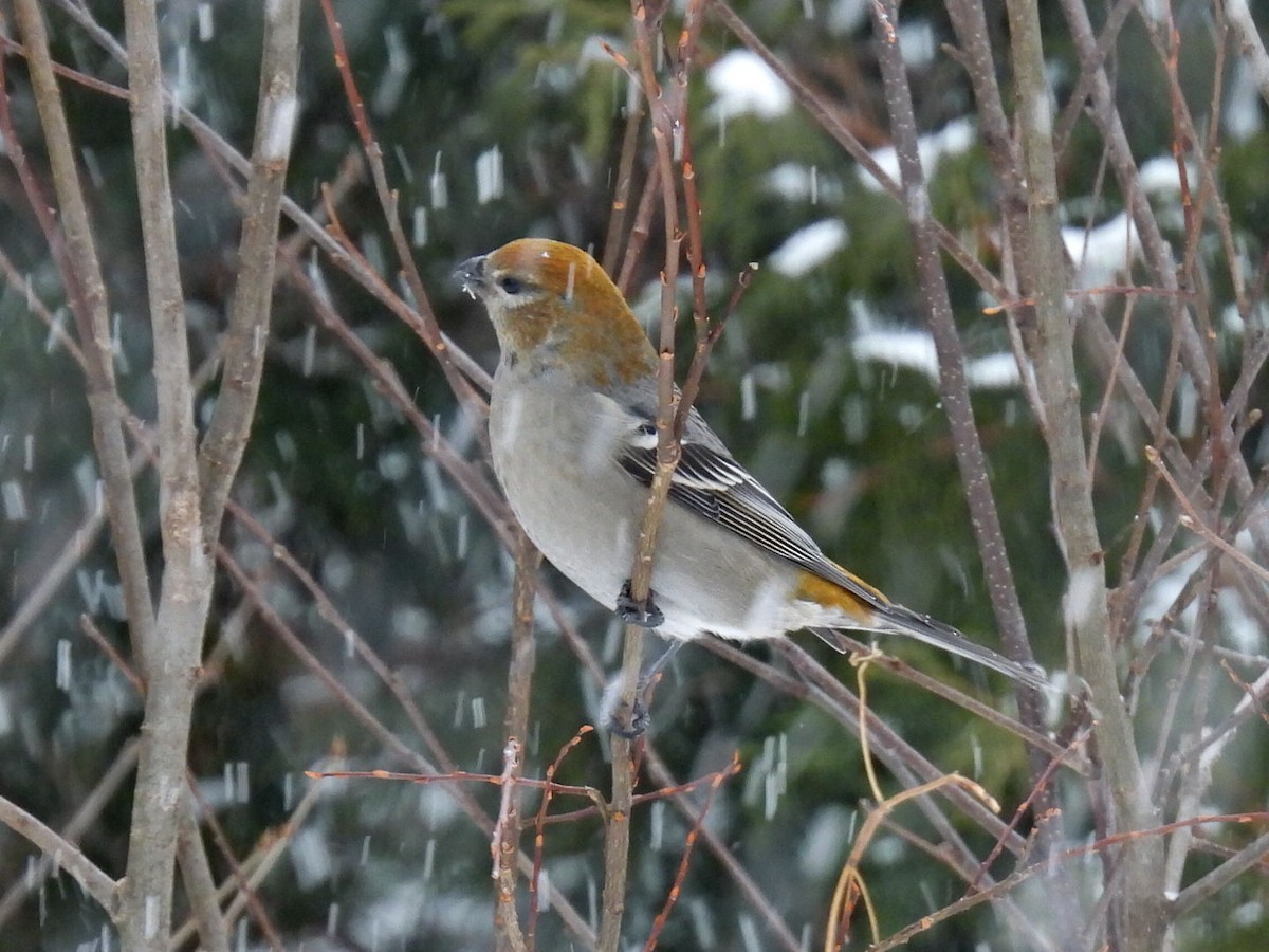 Pine Grosbeak - ML646665586