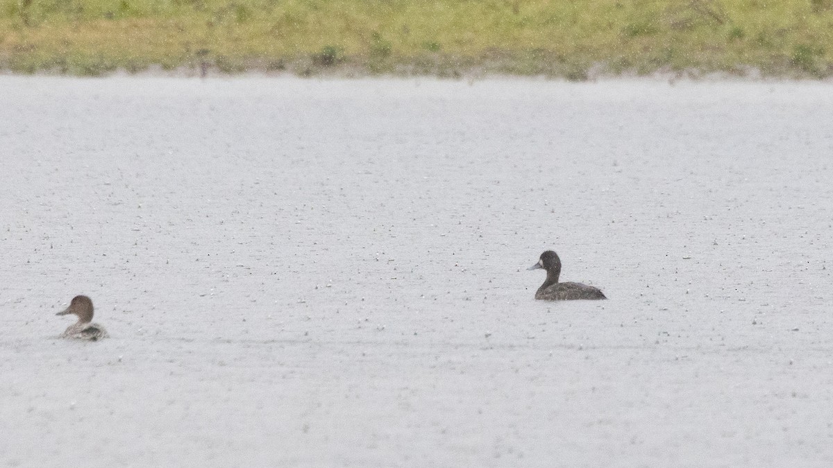 Lesser Scaup - ML646665587