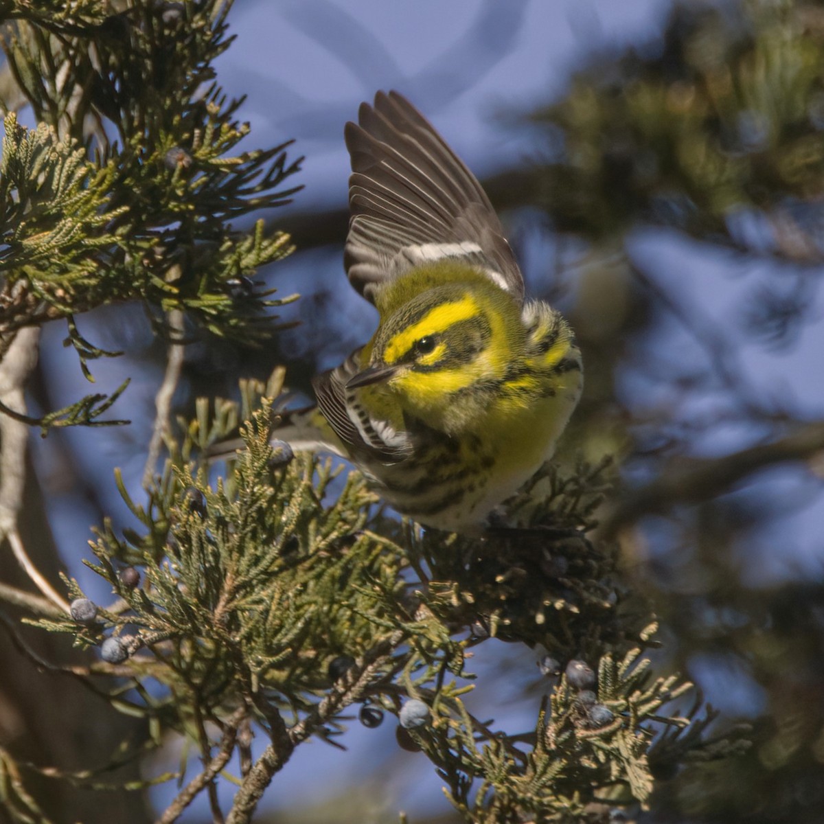 Townsend's Warbler - ML646665588