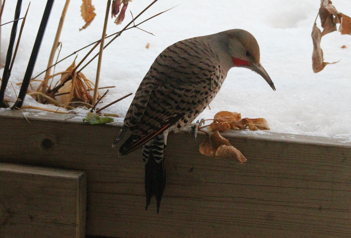 Northern Flicker (Red-shafted) - ML646665589