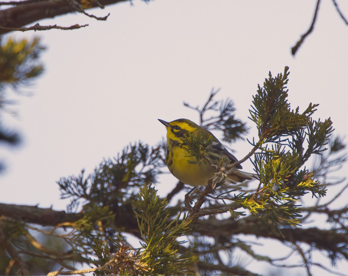Northern Cardinal - ML646665591