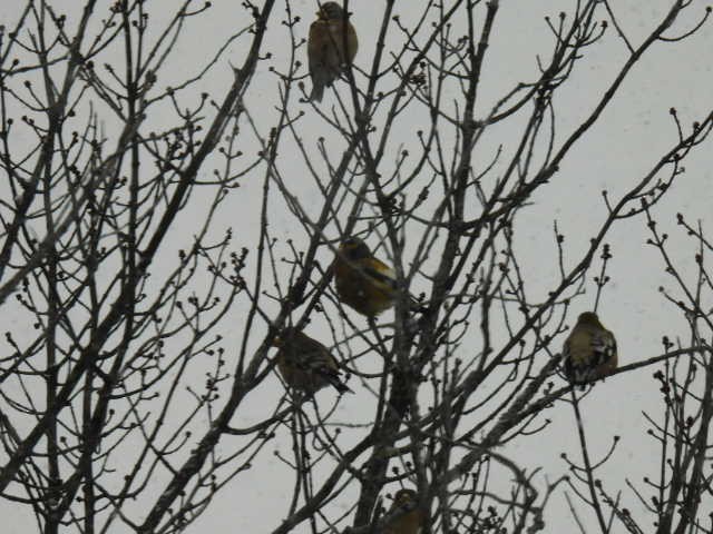 Evening Grosbeak - ML646665592