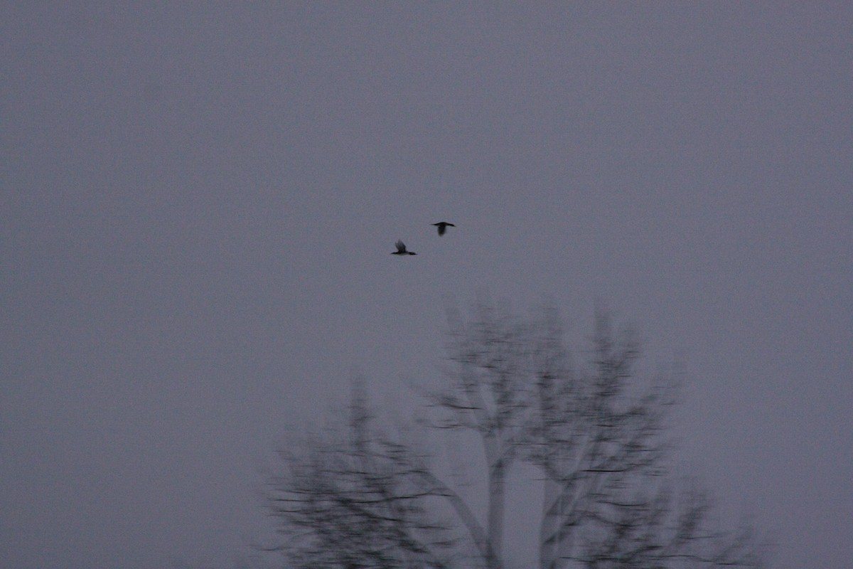 duck sp. - ML646665593