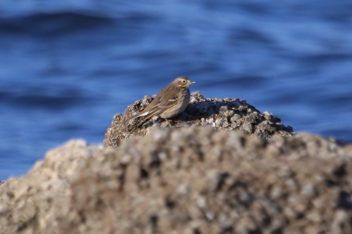 פפיון אמריקני - ML646665594