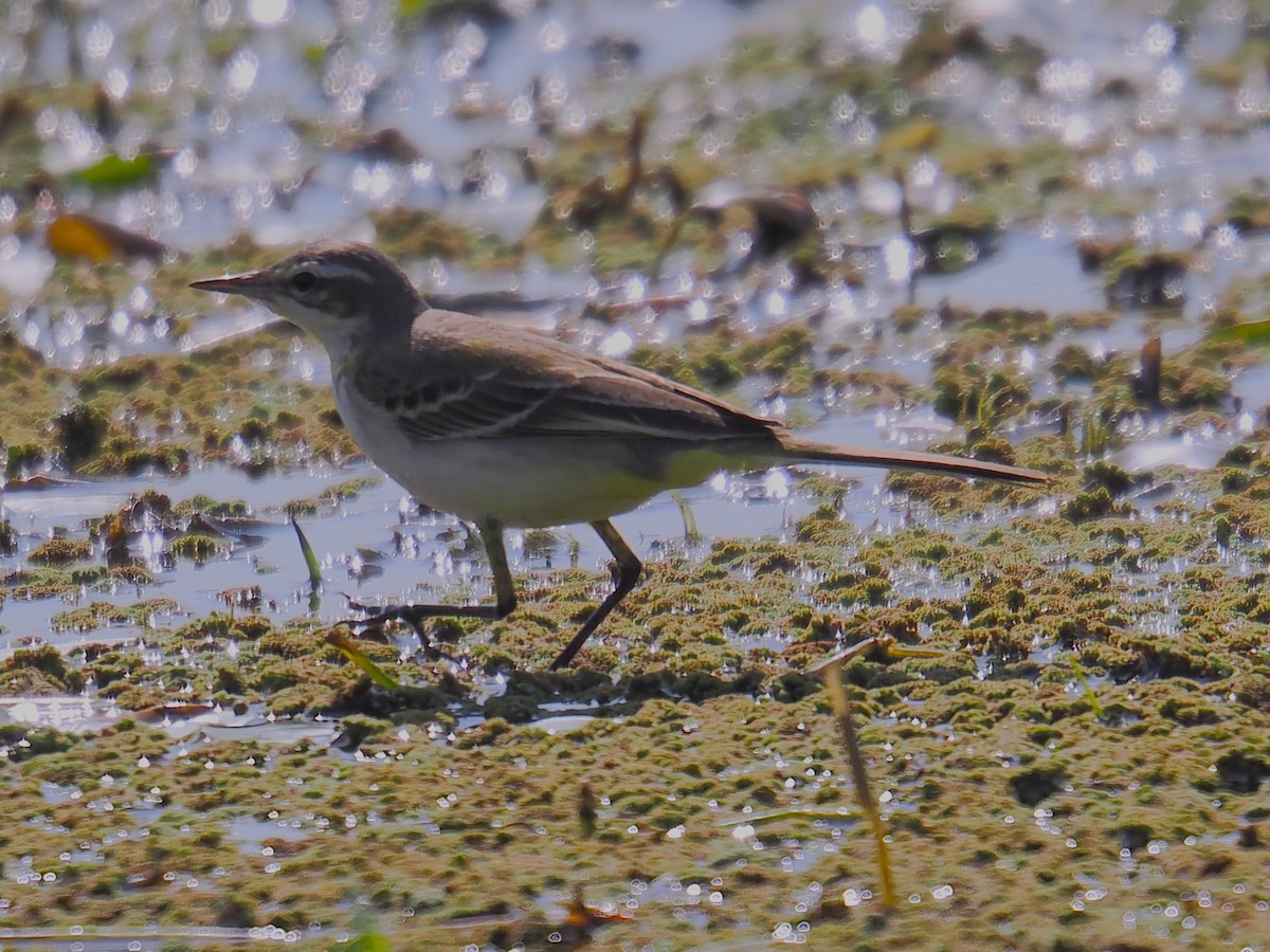 Western Yellow Wagtail - ML646665595