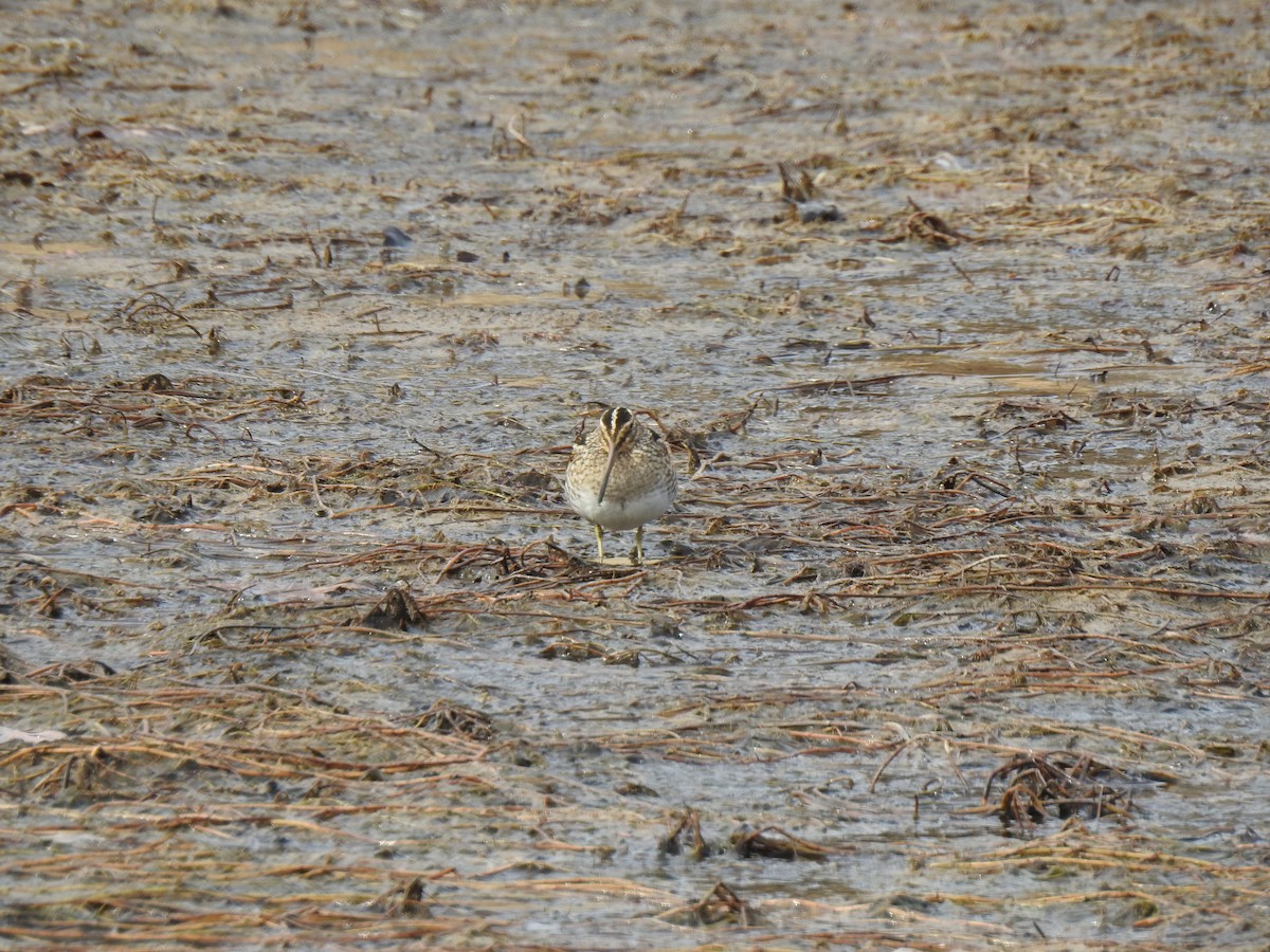 Wilson's Snipe - ML646665596