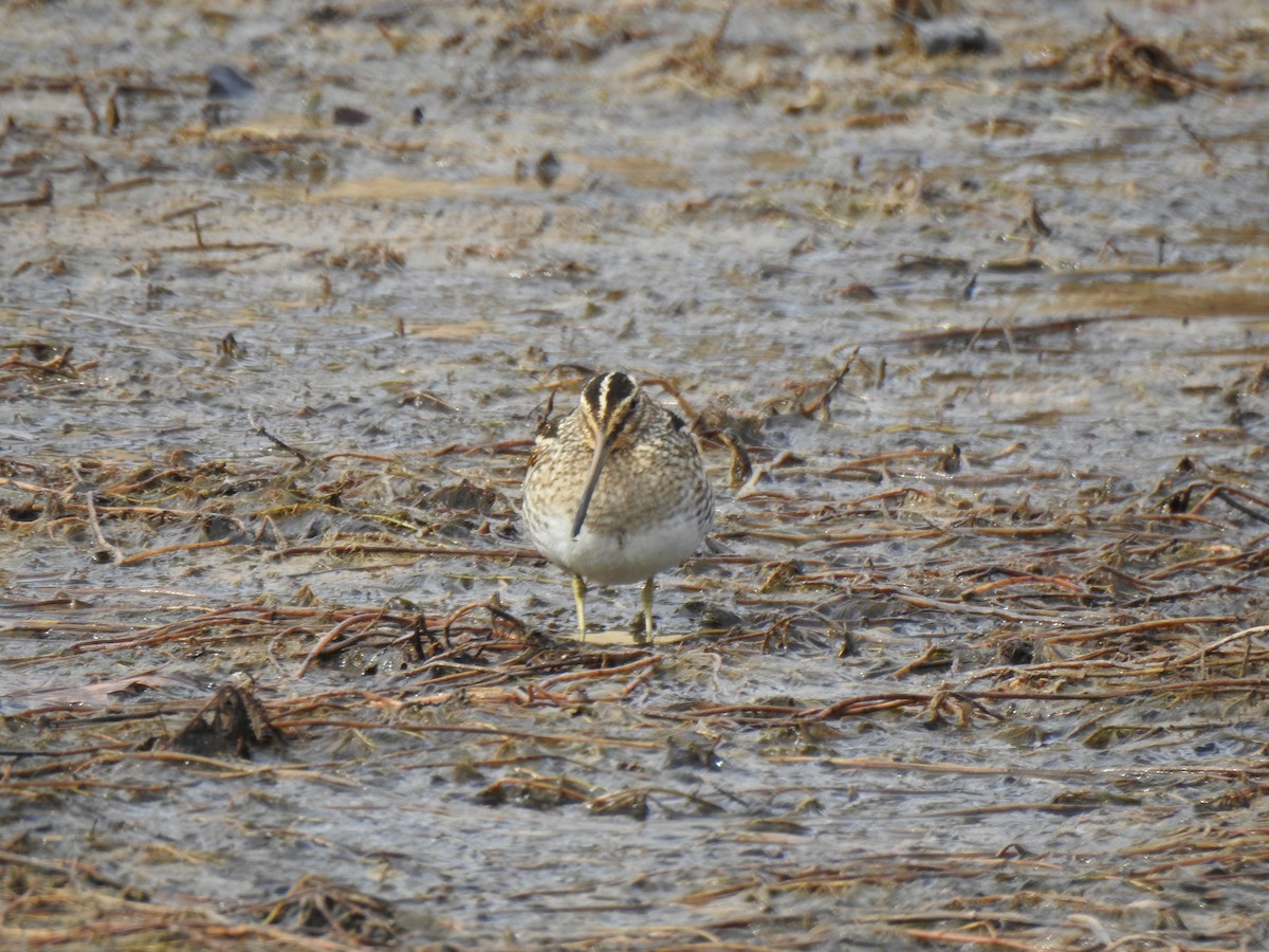Wilson's Snipe - ML646665597