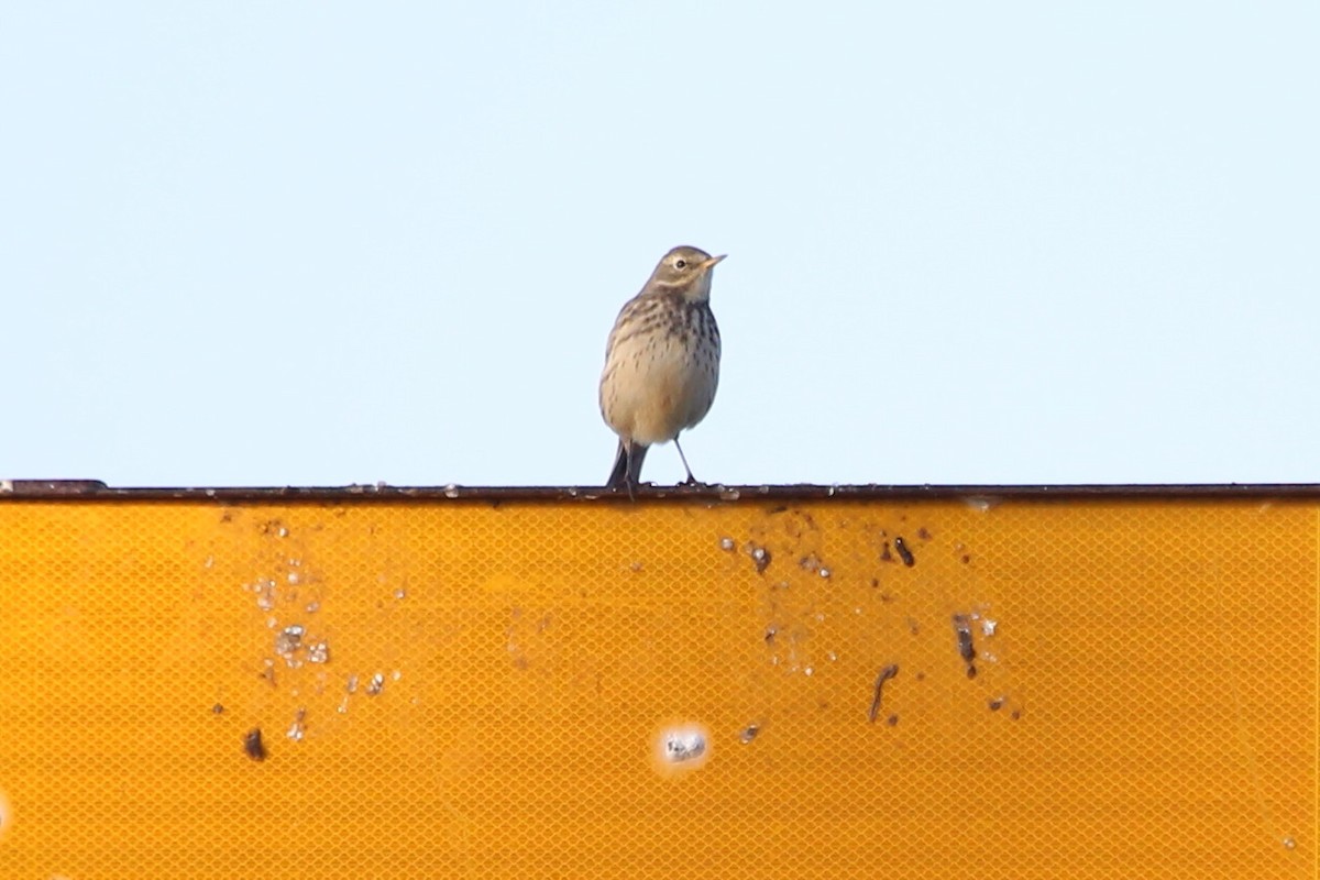 פפיון אמריקני - ML646665598