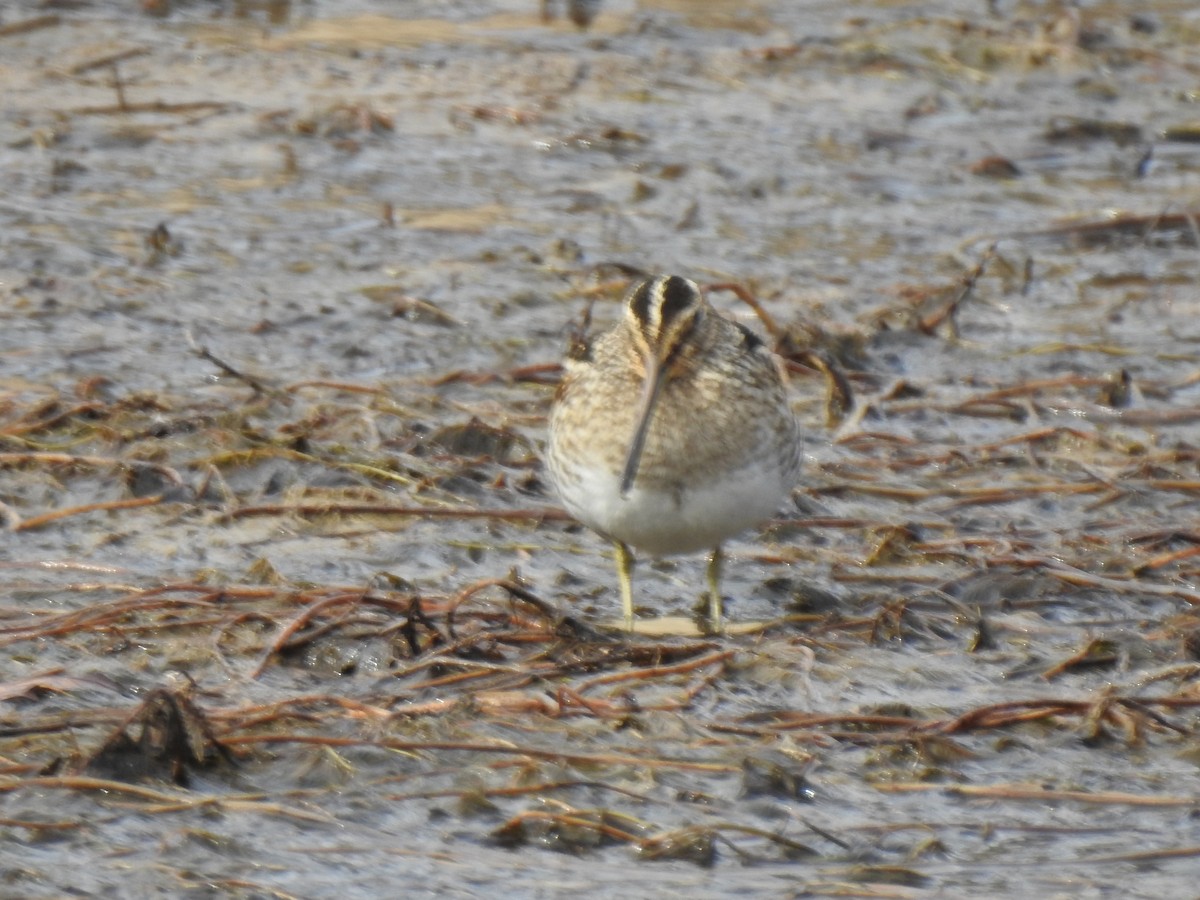 Wilson's Snipe - ML646665600
