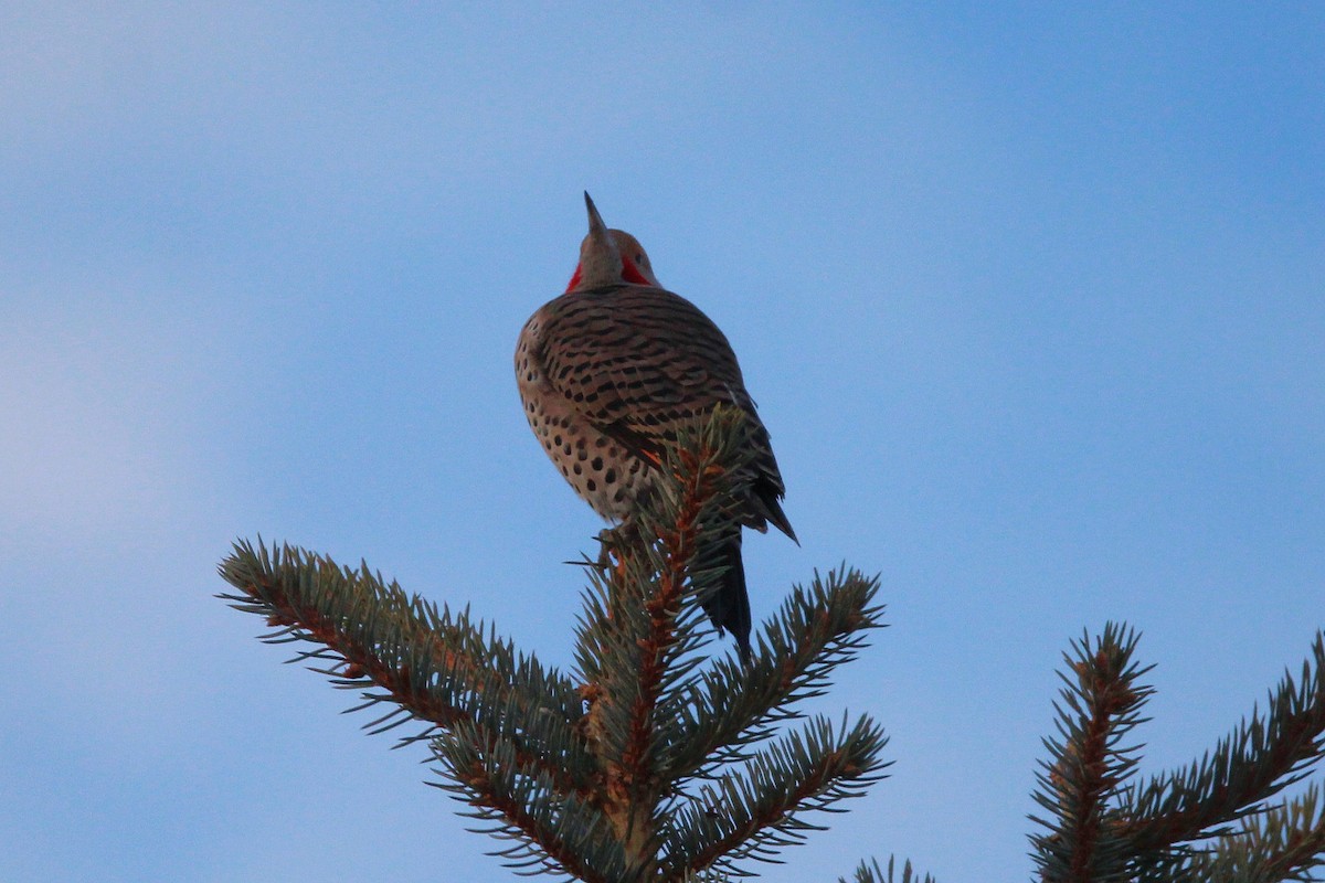 Northern Flicker (Red-shafted) - ML646665601