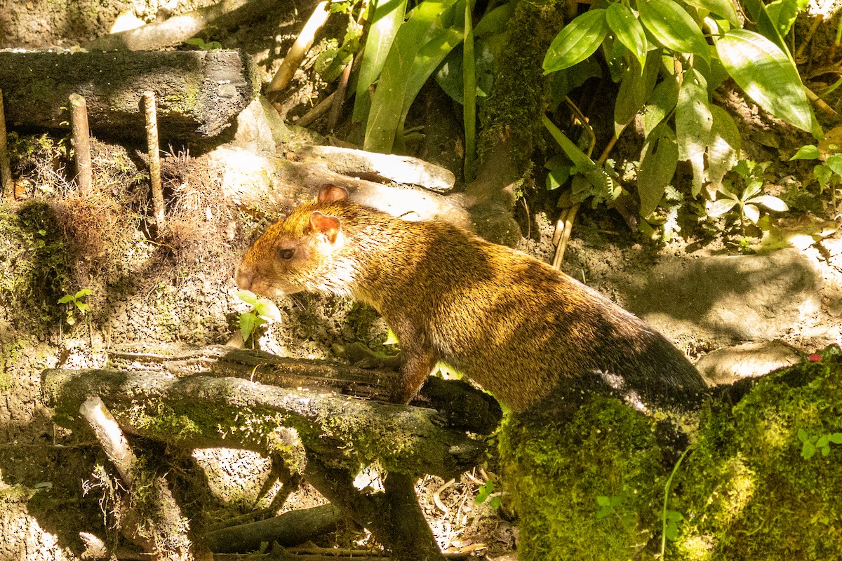 Central American Agouti - ML646665602
