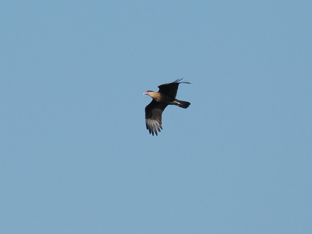 Crested Caracara (Northern) - ML646665603