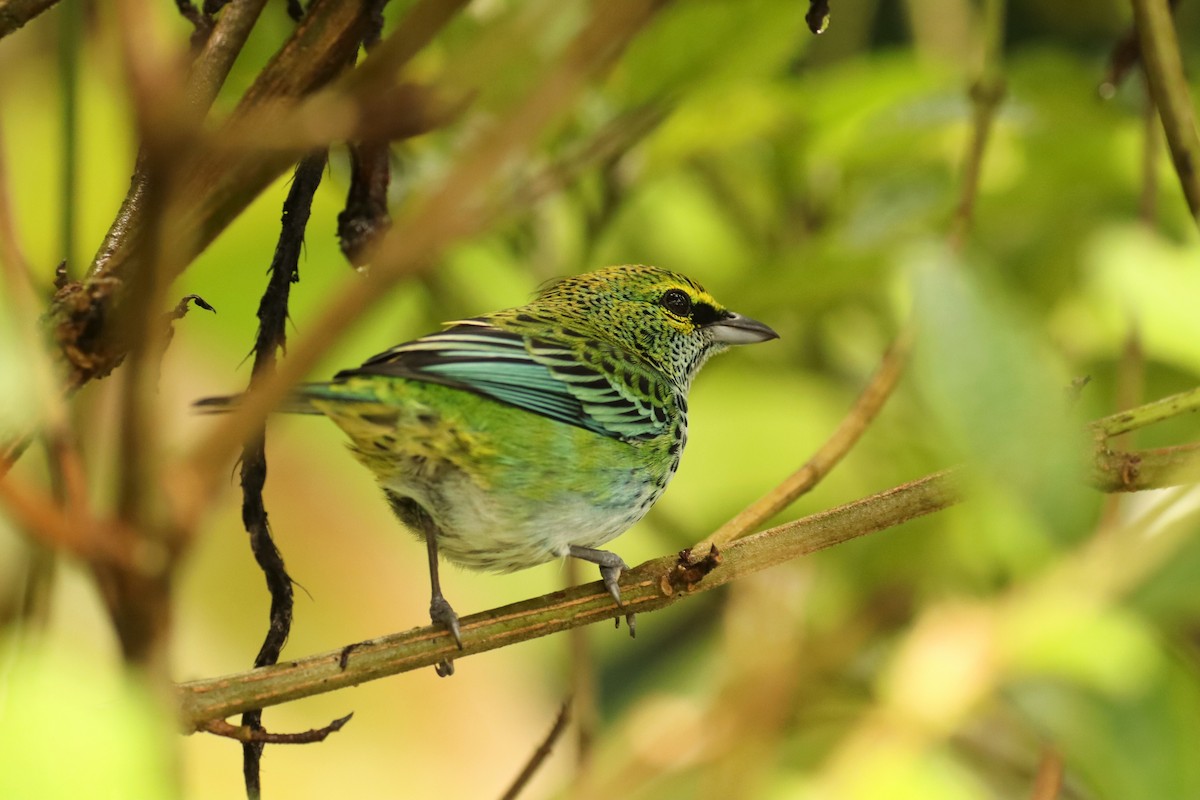 Speckled Tanager - ML646665606