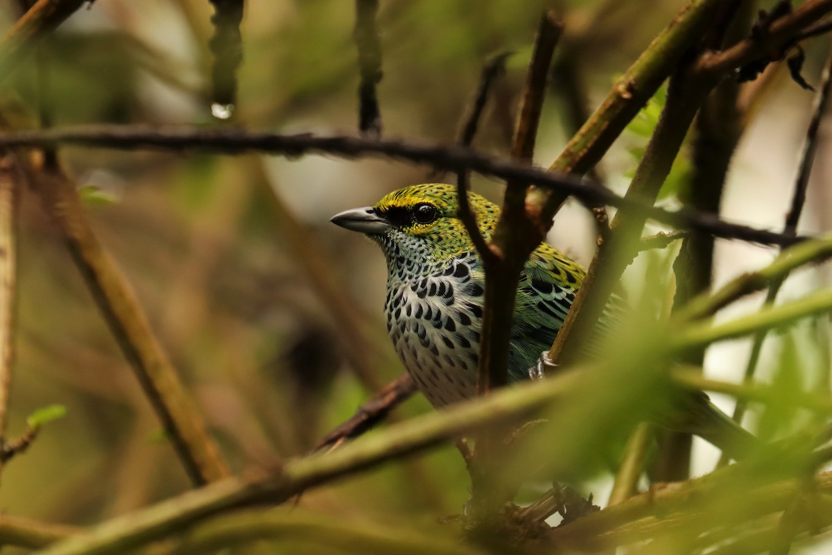 Speckled Tanager - ML646665607