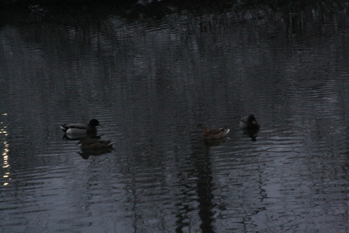 綠頭鴨 - ML646665608