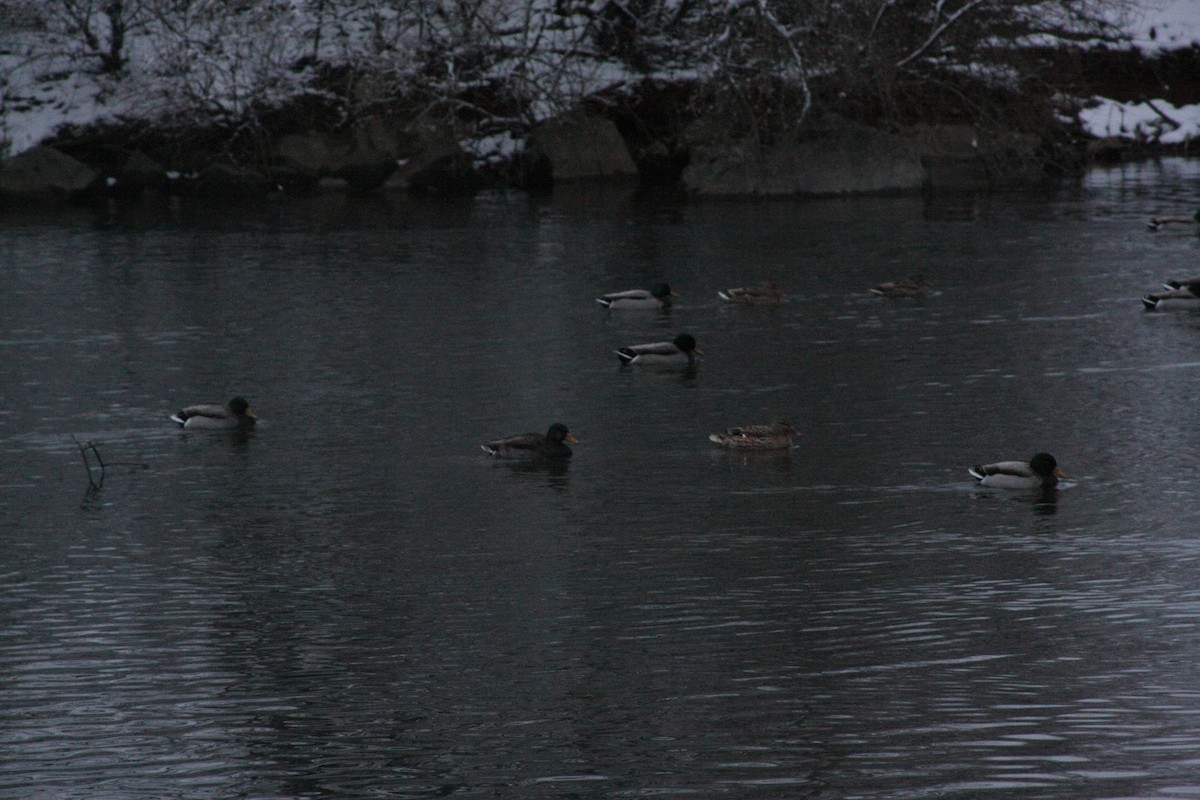 Stockente - ML646665609