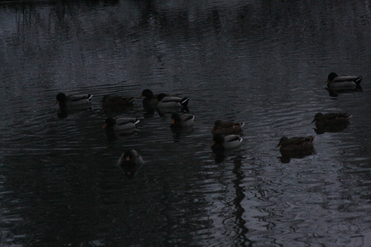 綠頭鴨 - ML646665610