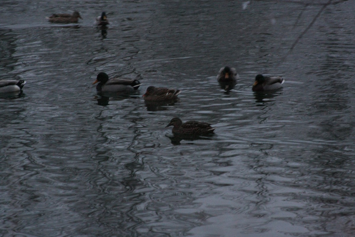 綠頭鴨 - ML646665611