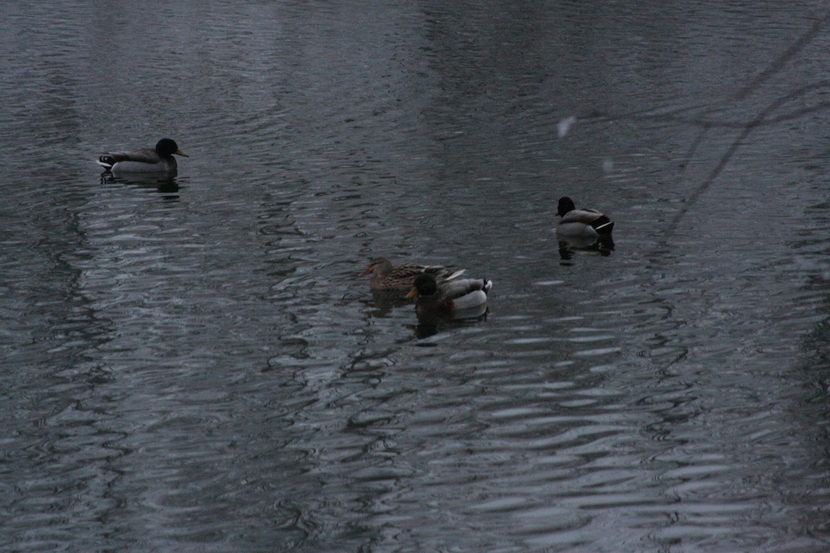 綠頭鴨 - ML646665612