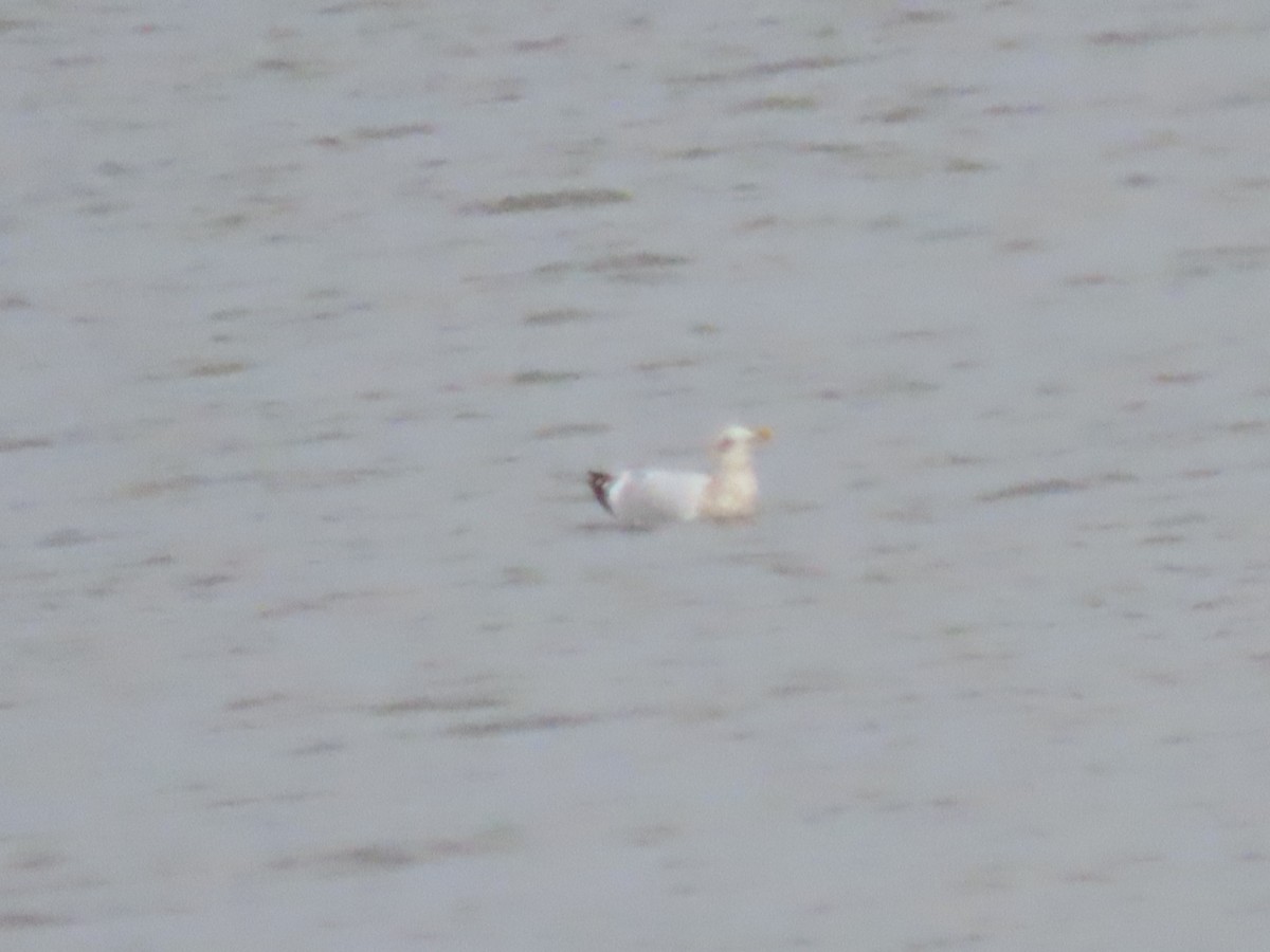 American Herring Gull - ML646665614