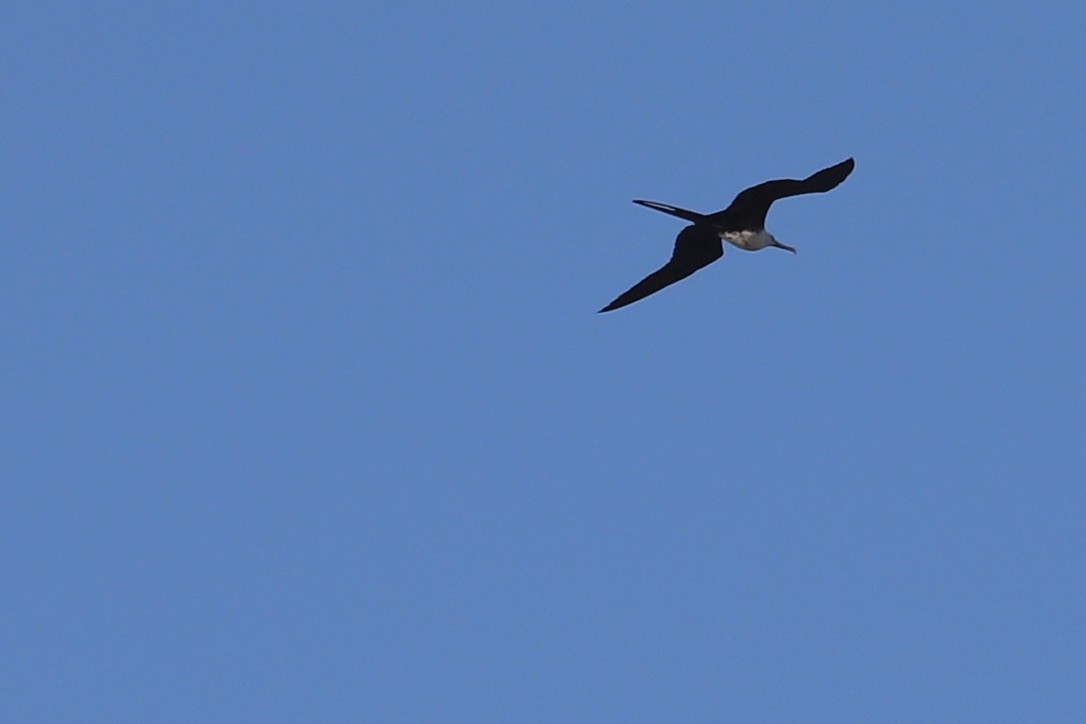 Magnificent Frigatebird - ML646665616