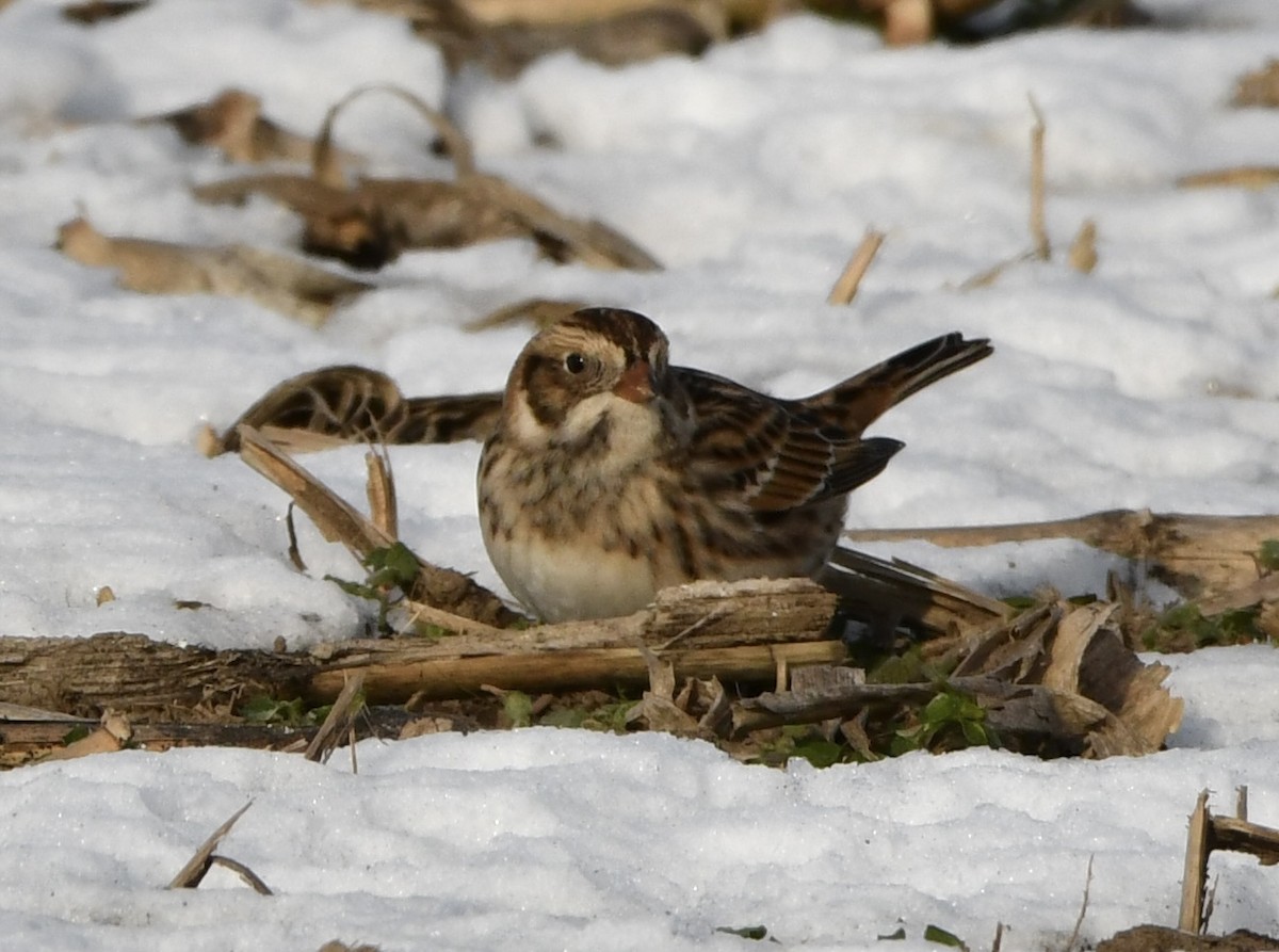 Lapland Longspur - ML646665618