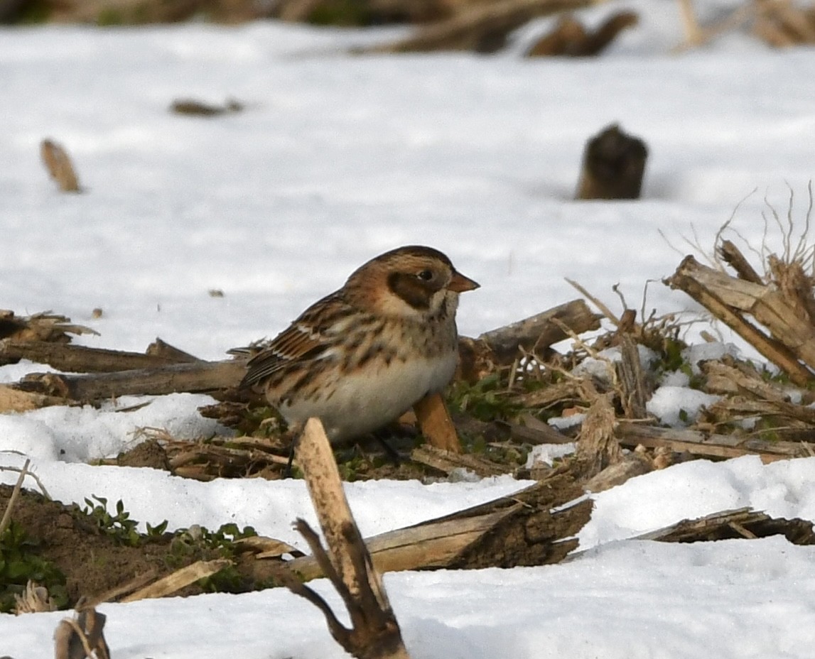 Lapland Longspur - ML646665619