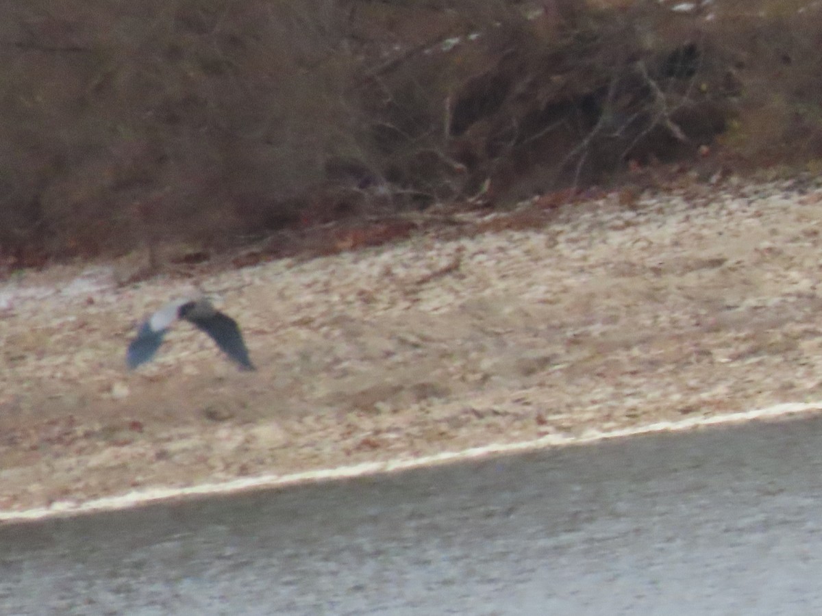 Great Blue Heron - ML646665626