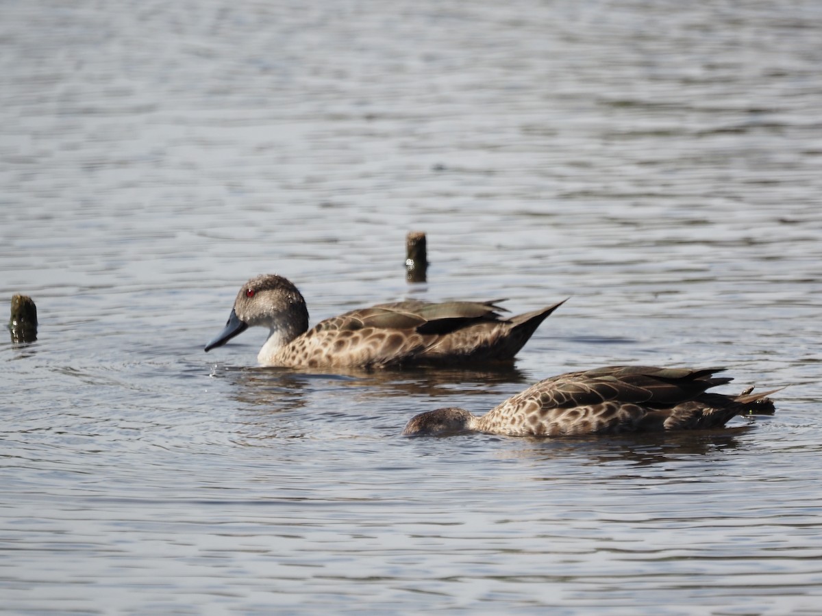 Gray Teal - ML646665627