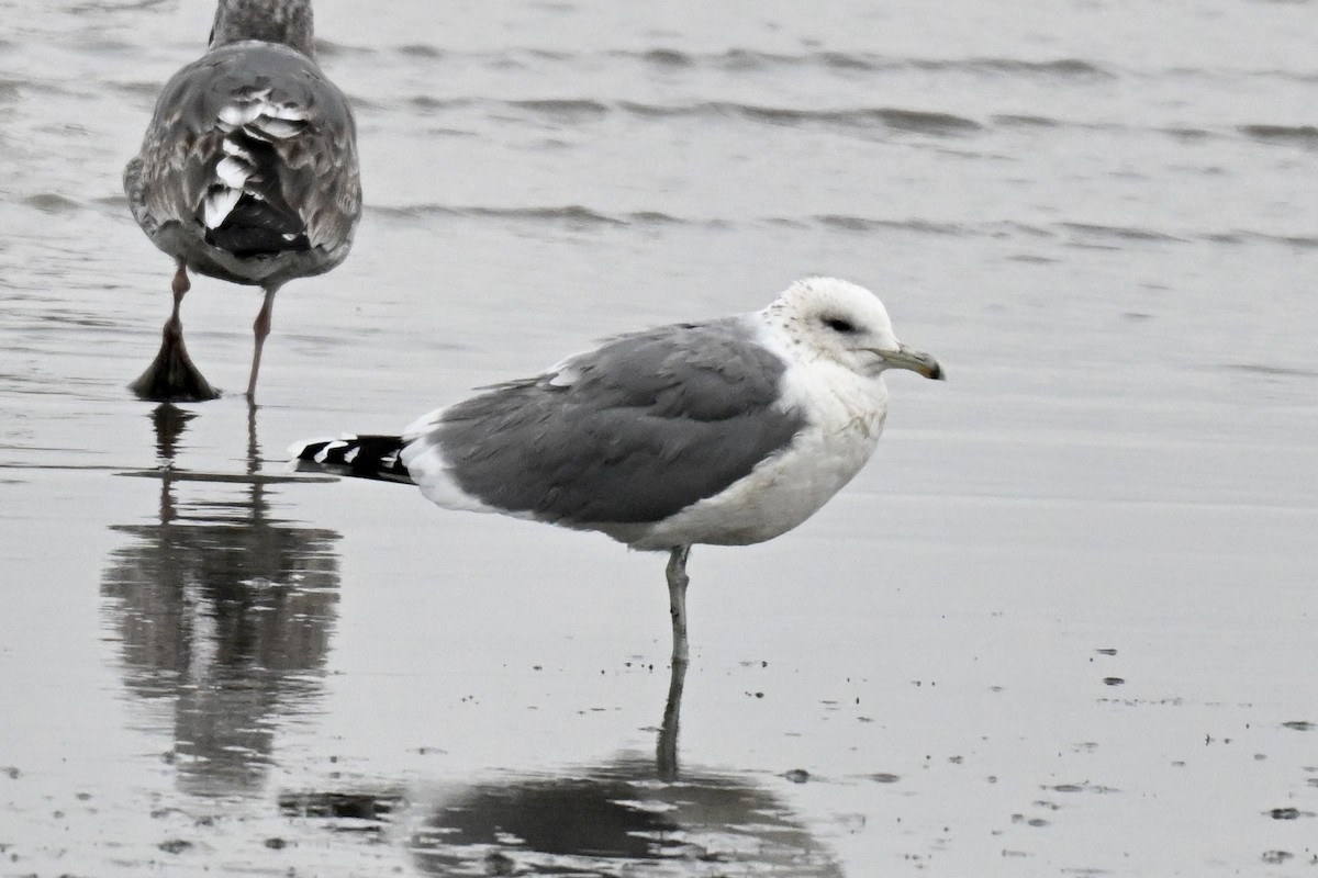 California Gull - ML646665632