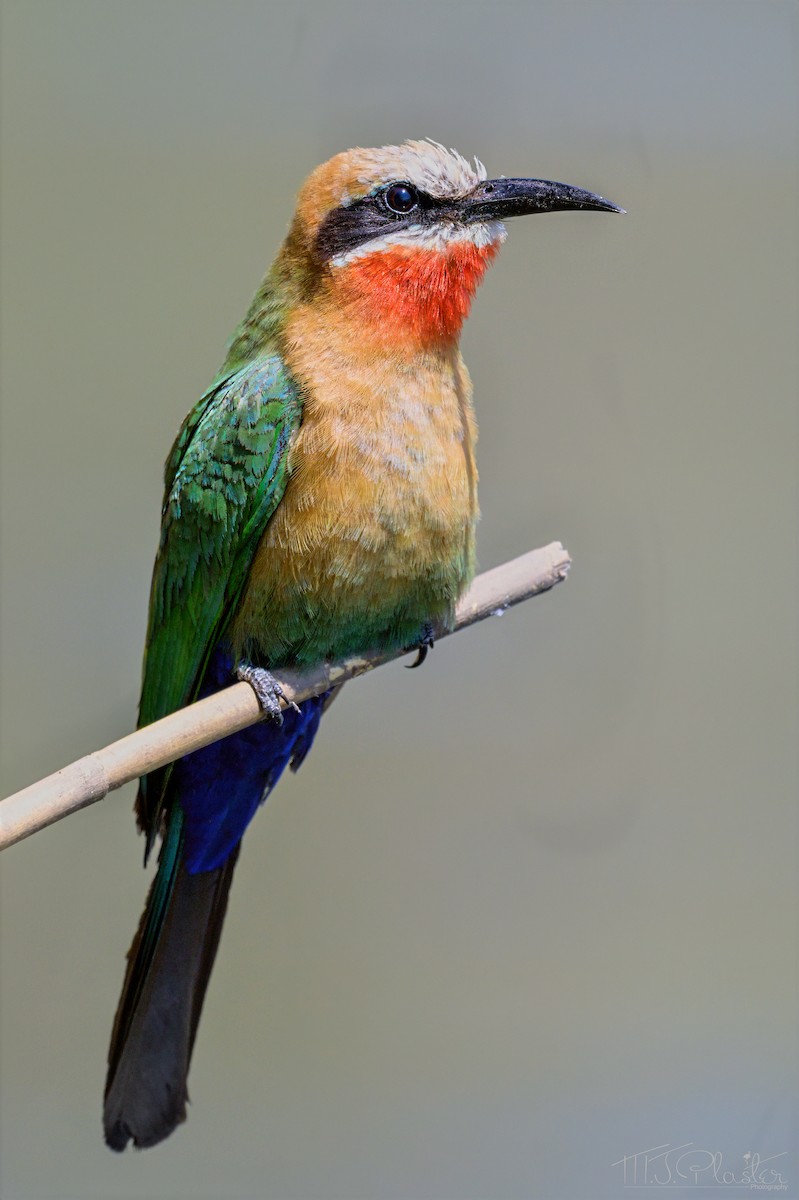 White-fronted Bee-eater - ML646665633