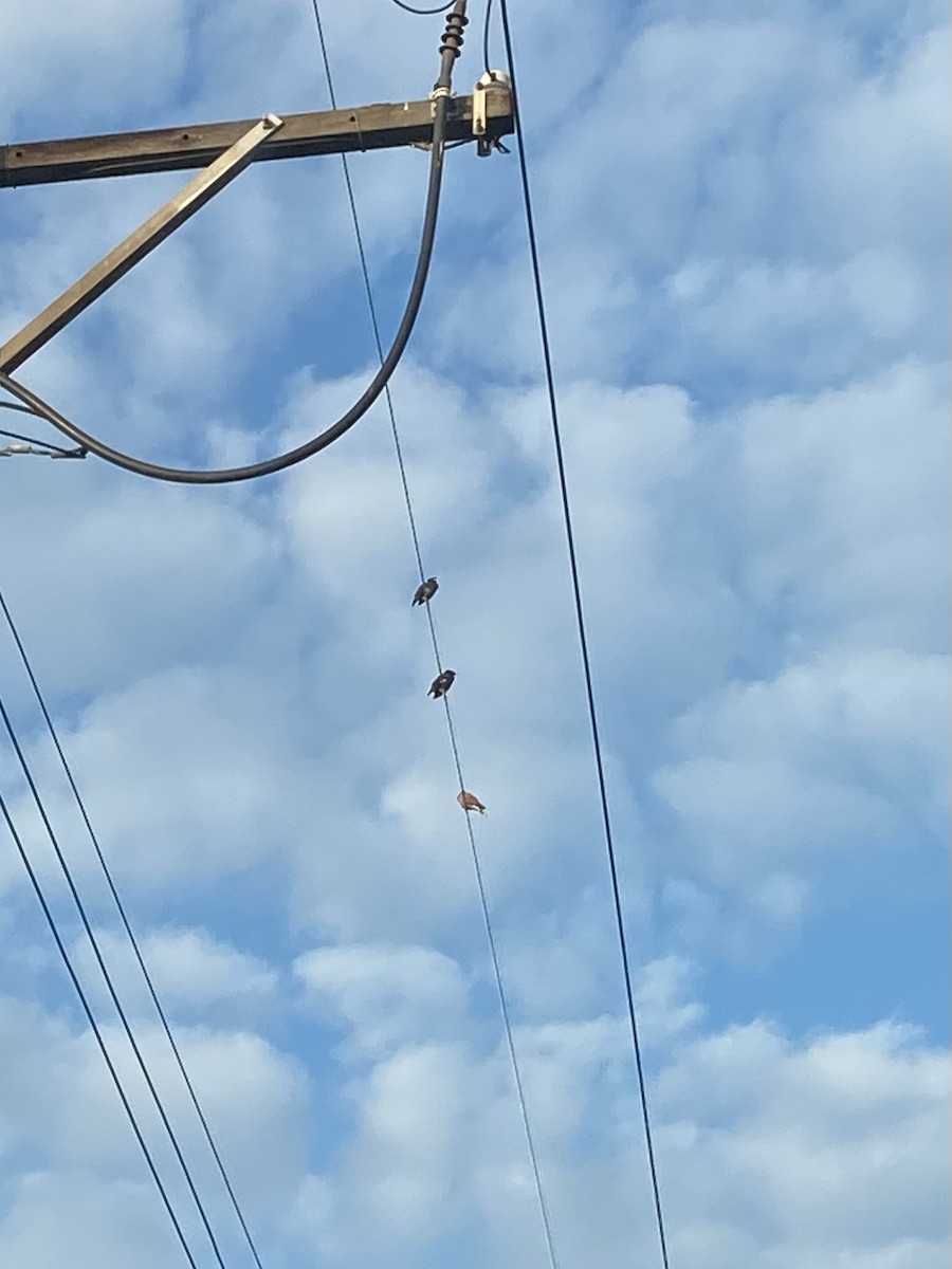 Майна яванська - ML646665637