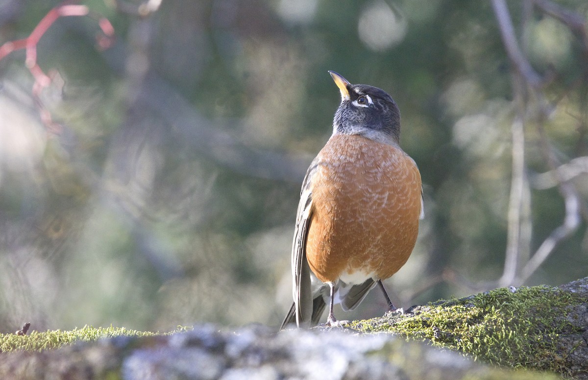 American Robin - ML646665638
