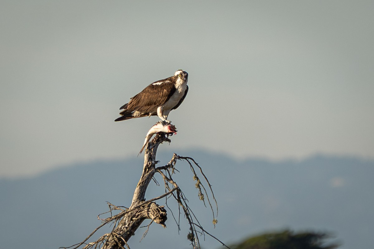 魚鷹(carolinensis) - ML646665639